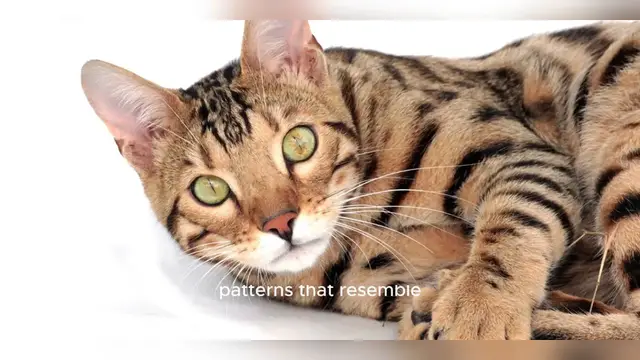 Video thumbnail for Bengal