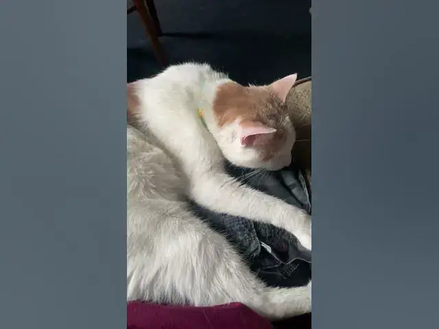 Video thumbnail for My beautiful baby girl cat