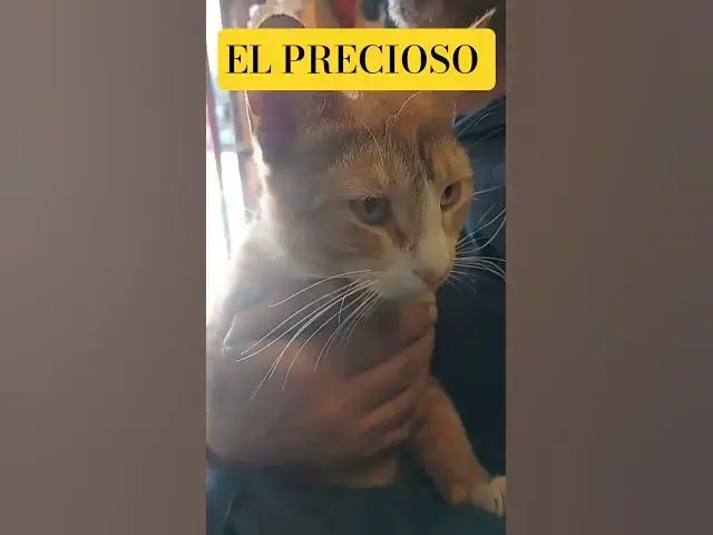 Video thumbnail for el Jerónimo gelatino #humor #cat #music