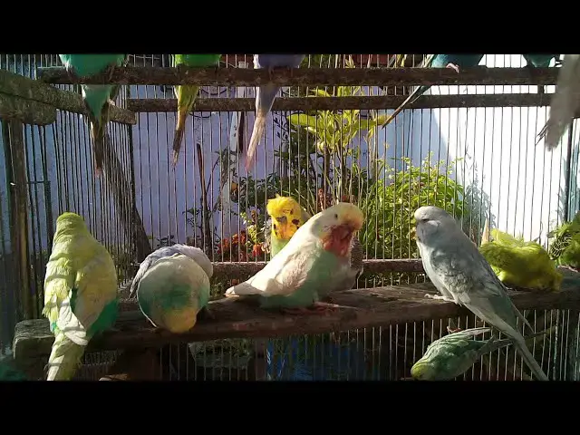 'Video thumbnail for Periquito-australiano☀️🐤 Periquitos em Murmúrio — Relaxamento Profundo para Dormir Bem'