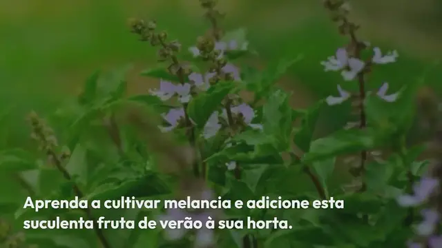 Video thumbnail for 7 dicas imperdíveis para o cultivo de melancias