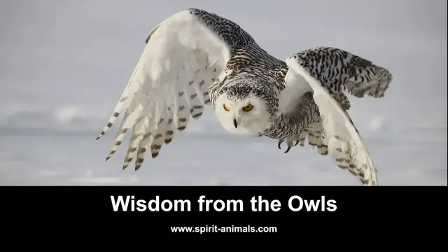 Video thumbnail for Wisdom from the Owls