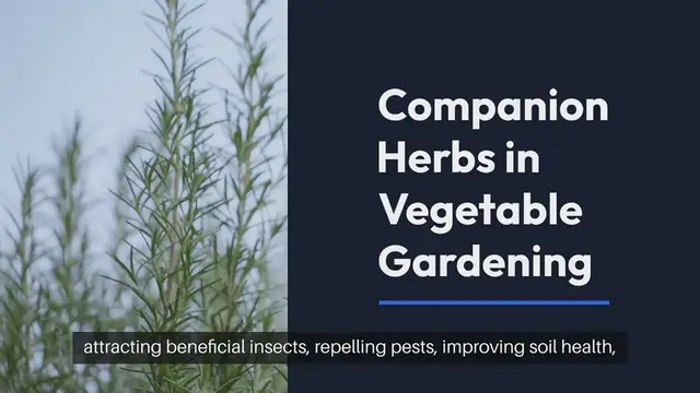 Video thumbnail for Companion Herbs in Vegetable Gardening