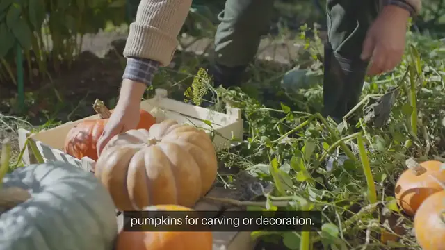 Video thumbnail for How to Grow Pumpkins for Halloween