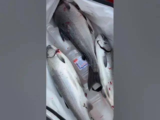 'Video thumbnail for Salmon for Soldiers fishing event went well, limited our guests in less than an hour! 65-75 ft down'