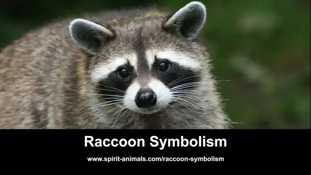 'Video thumbnail for Raccoon Symbolism'