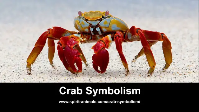 'Video thumbnail for Crab Symbolism'