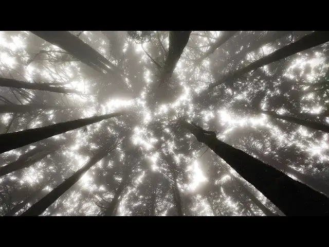 'Video thumbnail for Bagora Pine Forest, Kurseong'
