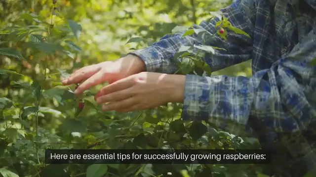 Video thumbnail for Tips for Growing Raspberries at Home