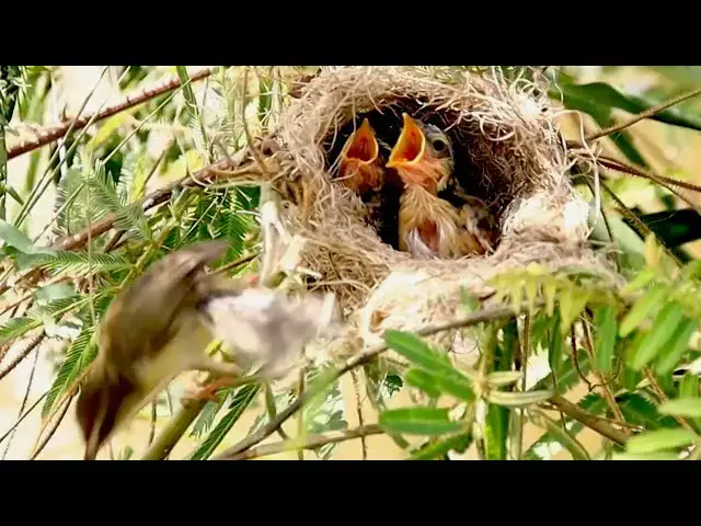 'Video thumbnail for Father's bird care nest | Mother's bird feed it baby now'