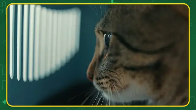 'Video thumbnail for COMO LEVAR GATOS PARA VIAJAR？'