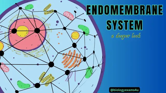 Video thumbnail for Endomembrane System and  Functions || A Deeper Look