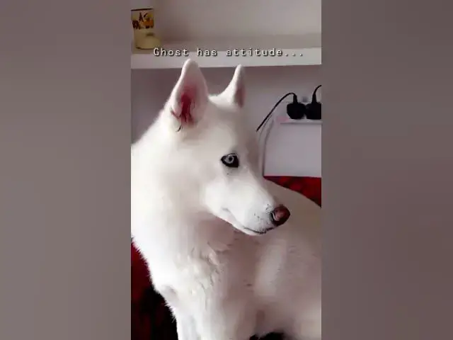 Video thumbnail for Toastie_Ghostie always demanding her time