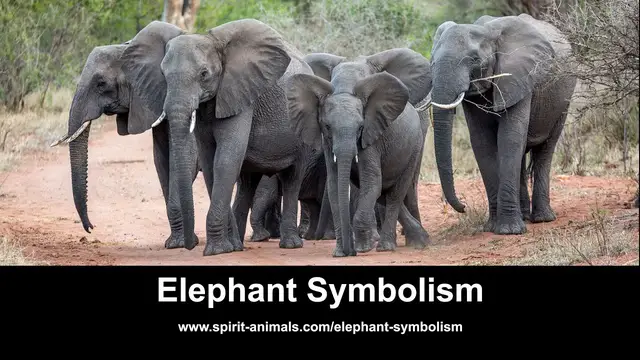 'Video thumbnail for Elephant Symbolism'