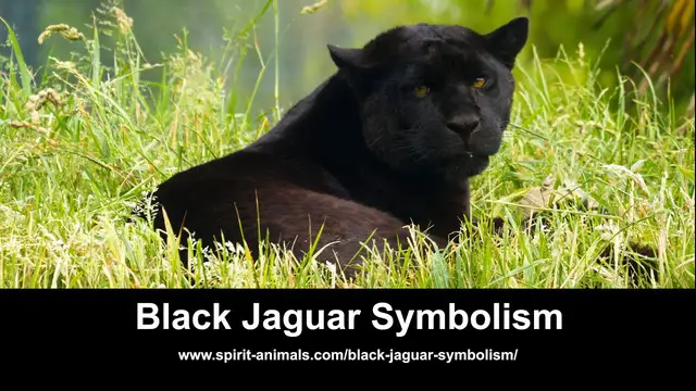 'Video thumbnail for Black Jaguar Symbolism'