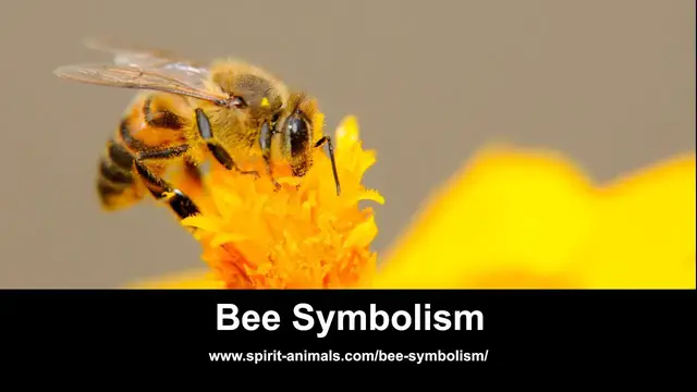 'Video thumbnail for Bee Symbolism'