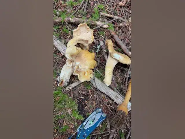 'Video thumbnail for Elk hunting this week has had many set backs, but it’s always nice to find fresh chanterelles!'
