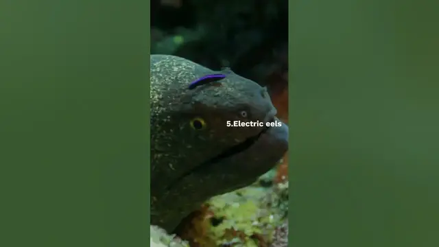 Video thumbnail for 10 Aquatics Marvels #shortsvideo #shorts #short #viral