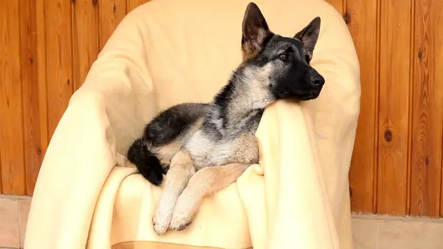 'Video thumbnail for The Best Toys for German Shepherds'