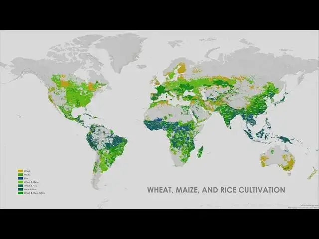 'Video thumbnail for Where Wheat, Maize, and Rice Are Grown 🌾🌽🍚'