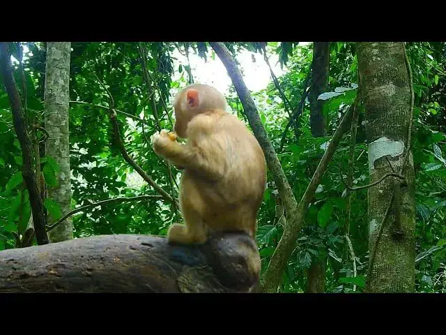 Video thumbnail for Monkey Baby eating#monkeylife