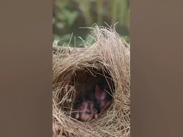 Video thumbnail for Cycle life of Bird Baby #Peculiar #Eggs #Wild Birds #Forest #Unique #Nesting #Habitats #Avian
