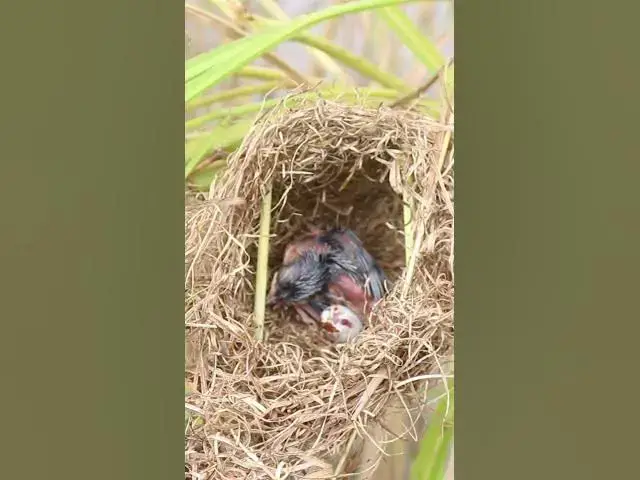 Video thumbnail for Top Babies Bird in nest EP#046 #birds #avian #babyanimal #wildbirdlife #babybird #avianlife  #bir