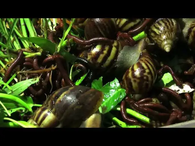 Video thumbnail for Raising snails with vegetables#Raising snails with vegetables