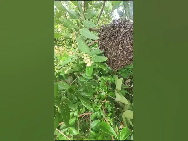 Video thumbnail for Wild Bee #bee #catchbee #beeinforest