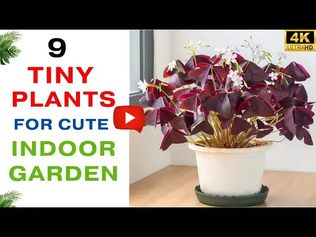 'Video thumbnail for 9 Tiny Plants for Cute Indoor Gardens | Best Plants To Grow In Small Pots'
