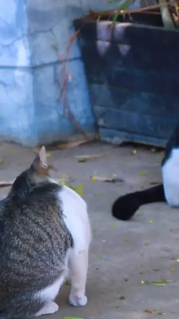 Video thumbnail for Wow Cats EP.001 #cat #shortcat #catchcatch #bitcat