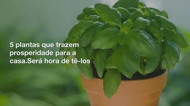 Video thumbnail for 5 plantas que trazem prosperidade para a casa. Será hora de tê-los
