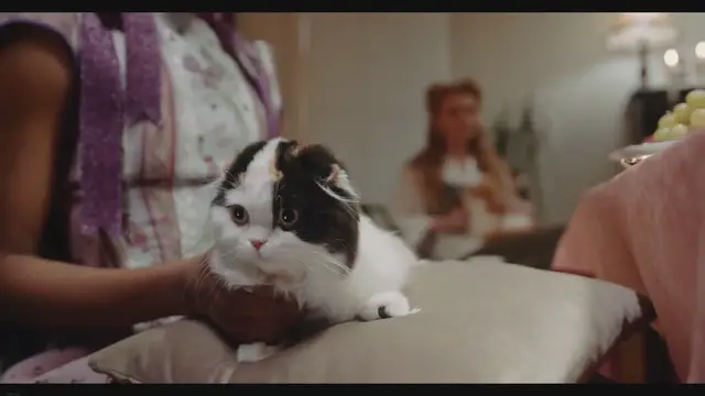 Video thumbnail for Why Do Cats Dribble? Understanding the Fascinating Feline Behavior