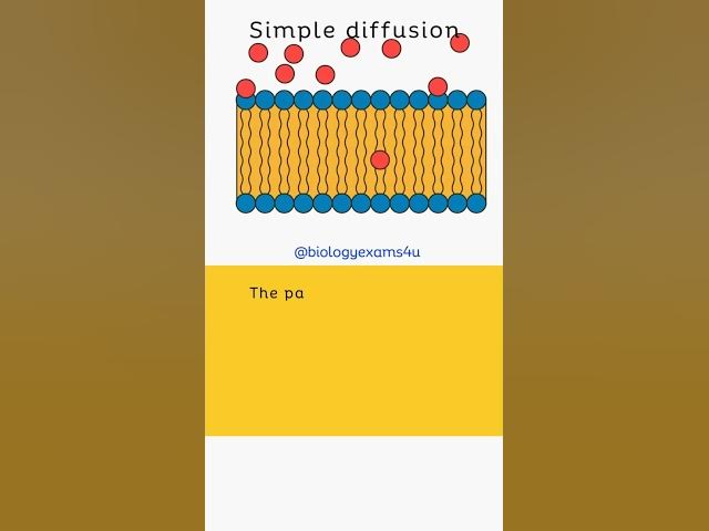 Video thumbnail for What is Simple Diffusion? Animation