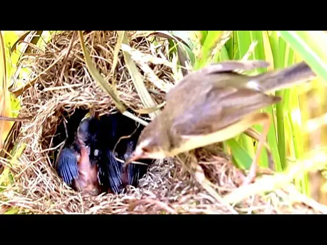 Video thumbnail for The Gray Sparrow Chicks Flock to Nest in 2025