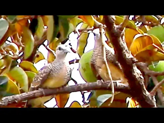 Video thumbnail for The best of wild family dove birds - baby birds eat   @viralbirdNest