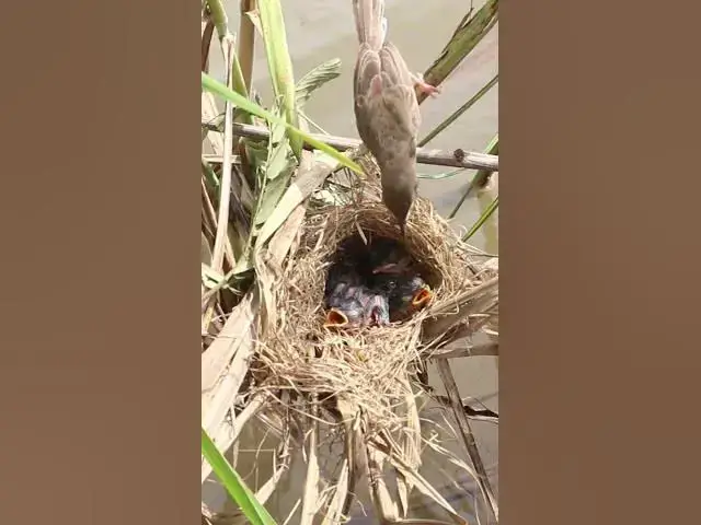 Video thumbnail for 100 IQ bird feed