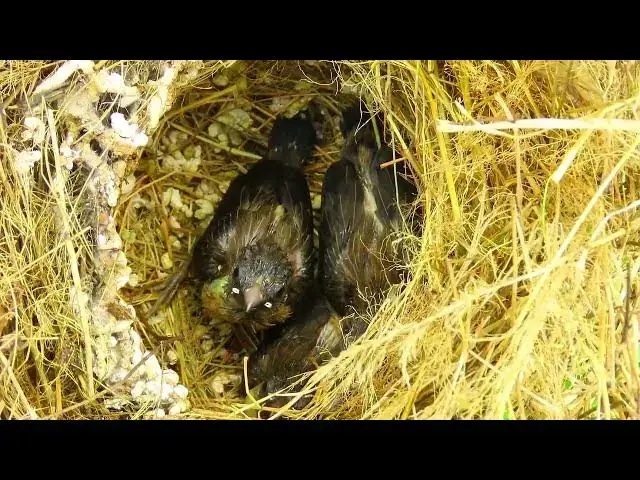 Video thumbnail for NESTING BIRD LIFE#NESTING BIRD LIFE#birds