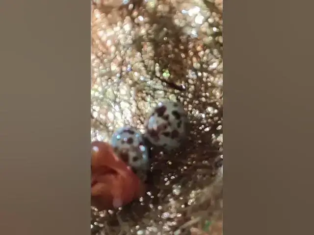 Video thumbnail for #egg #nestegg #egglaying #birds #nestling #eggproduction #nature #nest #birdslover #eggproduct