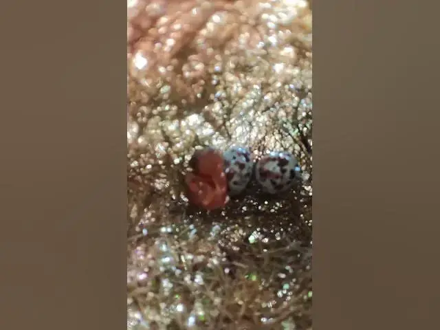 Video thumbnail for Egg & Baby Golden Bird in Nest EP#005 #nestegg #egglaying #satisfying #nestling #eggproduction