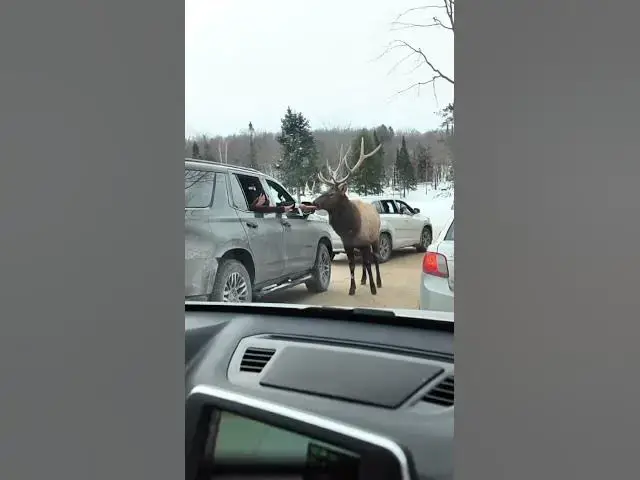 Video thumbnail for Driving Through Parc Omega in Winter 🇨🇦