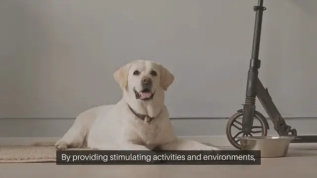 Video thumbnail for Pet Behavioral Enrichment Ideas