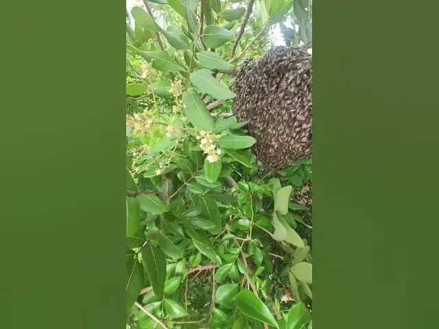 Video thumbnail for Bee on Fruit Flower  #viralshort #shorts