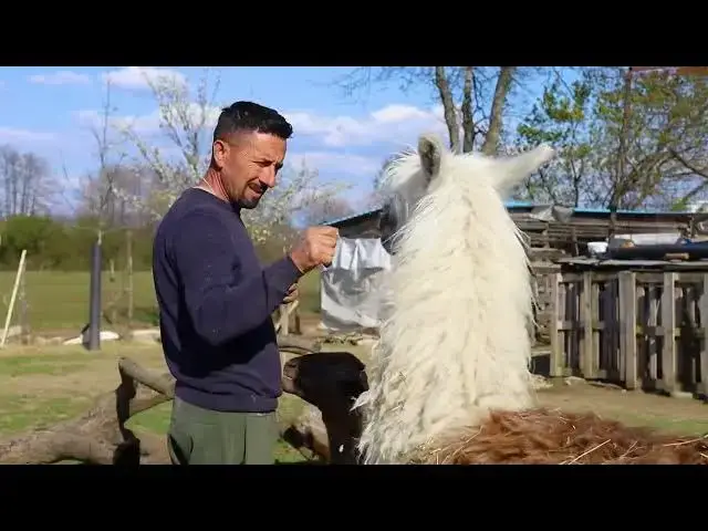 'Video thumbnail for Këto jane disa nga kafshët e kopshtit zoologjik "UJKU TRUMP"'