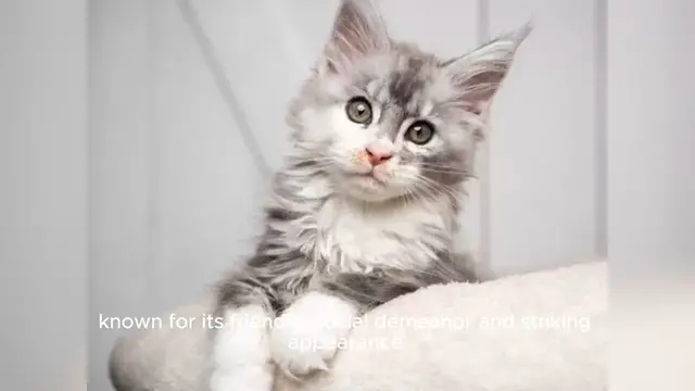 Video thumbnail for Maine Coon