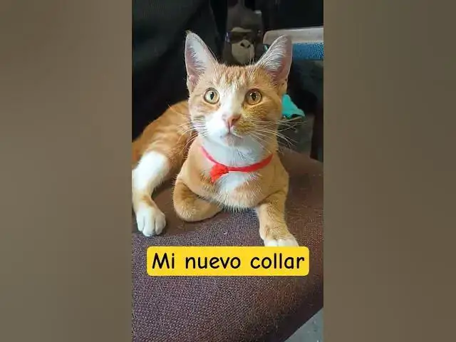 Video thumbnail for me nuevo collar ..carisimo por sierto #cat #gatos