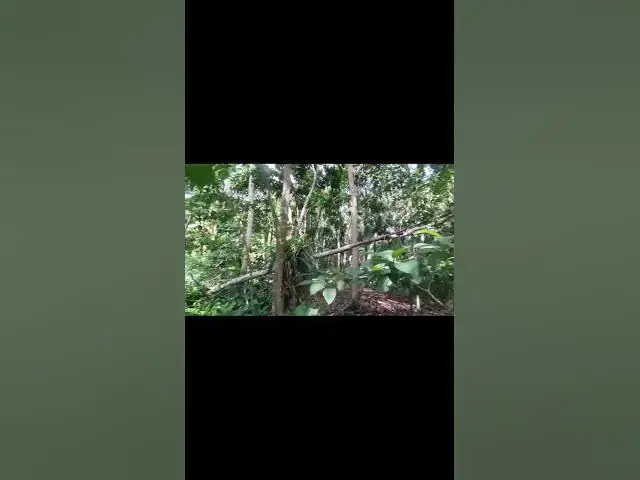 Video thumbnail for 🌿 Into the Jungle Path — Walking Through Ubud Monkey Forest