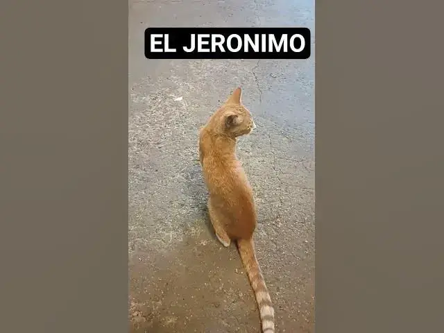 Video thumbnail for el jeronimo#cat #music