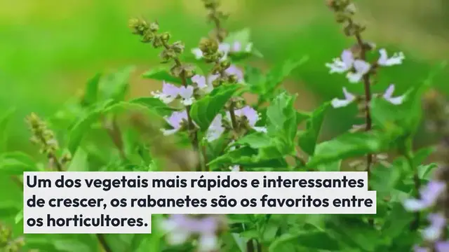 Video thumbnail for Dicas de como plantar rabanetes
