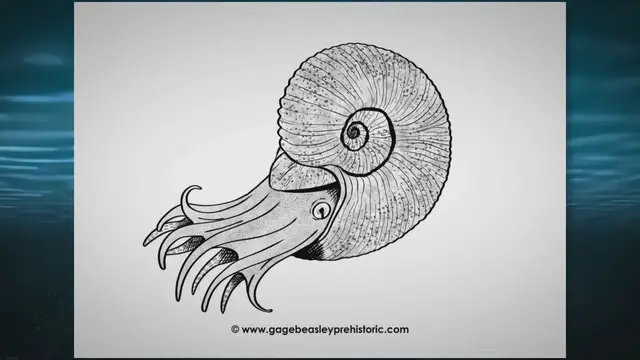 'Video thumbnail for The Ultimate Guide to Ammonites: Coiled-Shell Cephalopods'